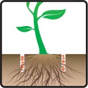 Suchá aplikace k již rostoucí rostlině